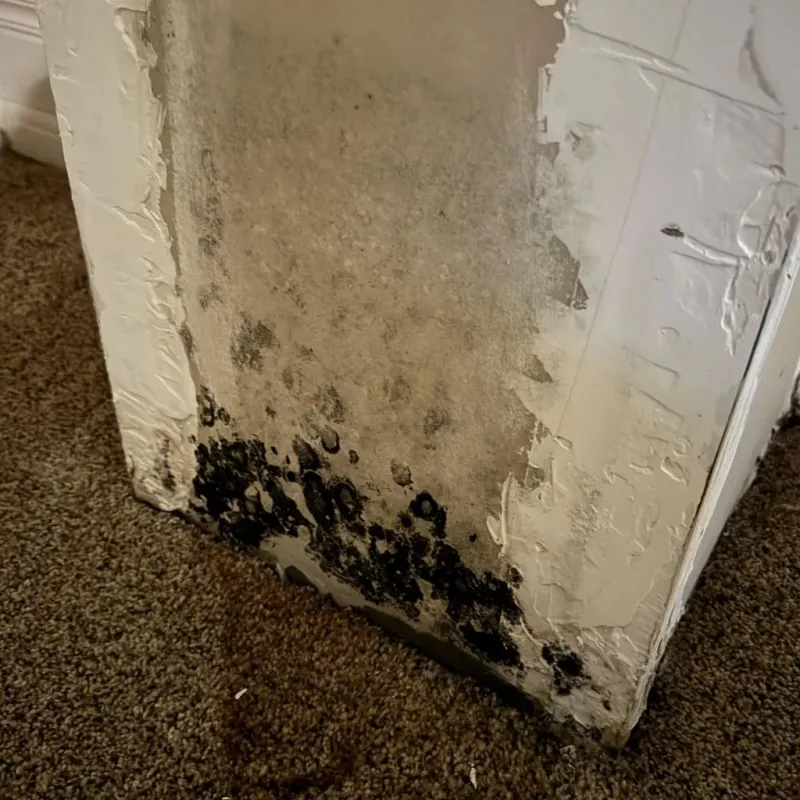 Professional Mold Removal in Waxhaw, NC
